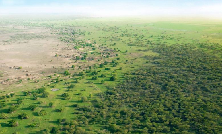 چین آن‌قدر درخت کاشته که نقشه توزیع آب کشور دگرگون شده است