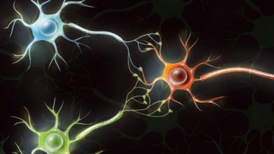 کامپیوترهای بیولوژیکی: تبدیل سلول‌های مغزی انسان به کامپیوترهای کاربردی