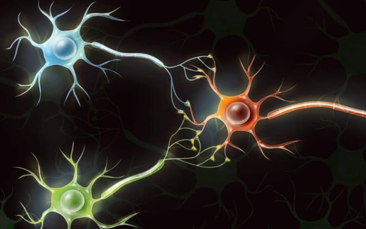 کامپیوترهای بیولوژیکی: تبدیل سلول‌های مغزی انسان به کامپیوترهای کاربردی