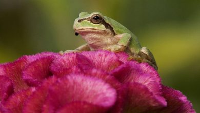 کشف دانشمندان ژاپنی: باکتری روده قورباغه سلول‌های سرطانی را نابود می‌کند