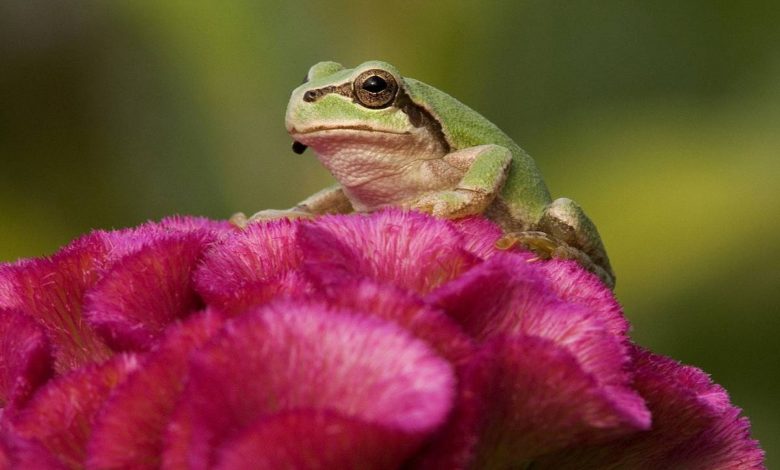 کشف دانشمندان ژاپنی: باکتری روده قورباغه سلول‌های سرطانی را نابود می‌کند