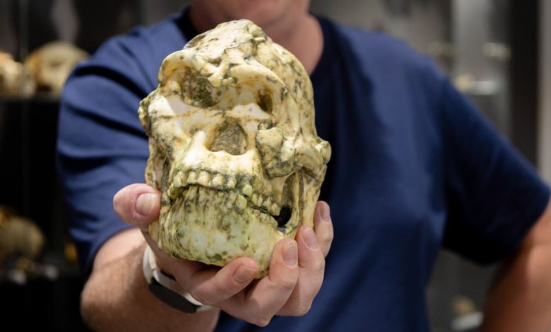 کشف شاخه‌ای گمشده در درخت خانواده انسان: «پا کوچک» دقیقا کیست؟