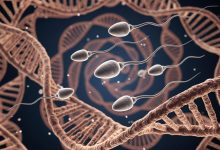 کشف پروتئین کلیدی در شکل‌گیری اسپرم؛ گامی جدید برای درمان ناباروری مردان