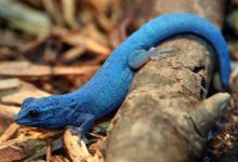 کمیاب‌ترین رنگ در طبیعت کدام است؟ پاسخ آبی نیست