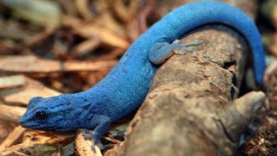 کمیاب‌ترین رنگ در طبیعت کدام است؟ پاسخ آبی نیست