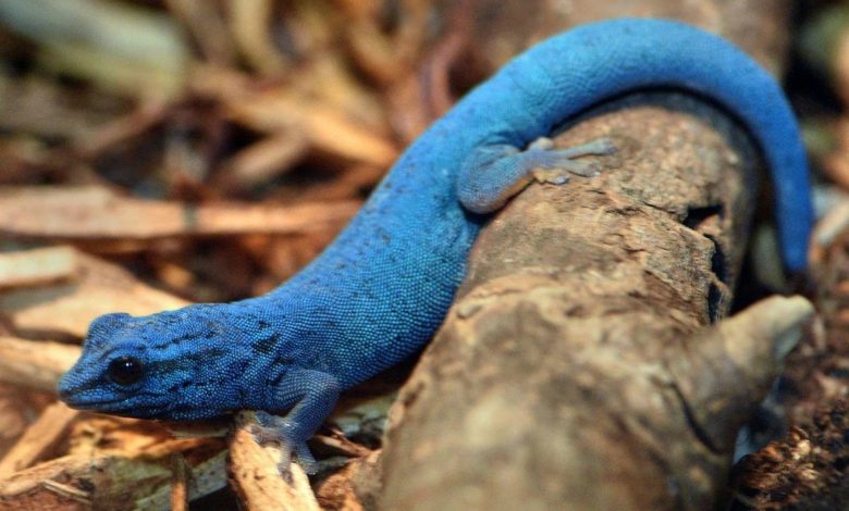 کمیاب‌ترین رنگ در طبیعت کدام است؟ پاسخ آبی نیست