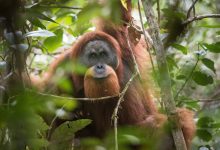 کمیاب‌ترین میمون بی‌دم دنیا یک قدم به انقراض نزدیک‌تر شد
