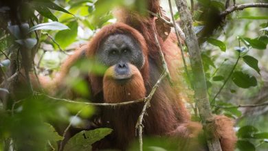 کمیاب‌ترین میمون بی‌دم دنیا یک قدم به انقراض نزدیک‌تر شد