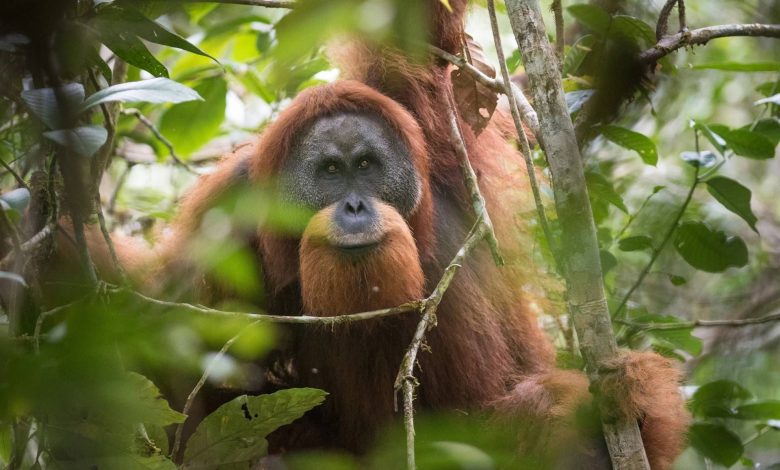 کمیاب‌ترین میمون بی‌دم دنیا یک قدم به انقراض نزدیک‌تر شد