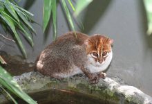 گربه کله‌صاف، یکی از پنهان‌کارترین گونه‌های وحشی پس از ۳۰ سال در تایلند مشاهده شد