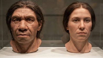 ۱۰ کشف شگفت‌انگیز درباره اجداد انسان در سال ۲۰۲۵