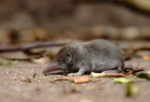 تأیید رسمی انقراض یک گونه؛ تنها حشره‌خوار استرالیا دیگر وجود ندارد