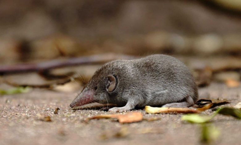 تأیید رسمی انقراض یک گونه؛ تنها حشرهخوار استرالیا دیگر وجود ندارد