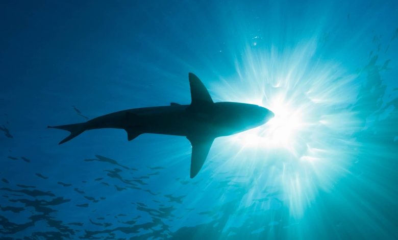 فرمانروای گمشده اقیانوس‌ها: کشف کوسه‌ای قدیمی‌تر از مگالودون در استرالیا