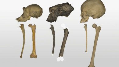 فسیل ۷ میلیون ساله ممکن است معمای اولین انسان دوپا را حل کند