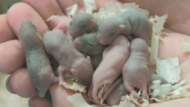 موش فضانورد چین به سلامت به خانه بازگشت و تشکیل خانواده داد