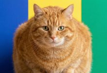 نگران گربه تپل خود هستید؟ اوزمپیک به‌زودی برای حیوانات خانگی از راه می‌رسد