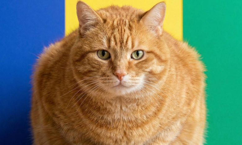 نگران گربه تپل خود هستید؟ اوزمپیک به‌زودی برای حیوانات خانگی از راه می‌رسد