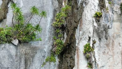 کشف دیرهنگام گیاهی گوشت‌خوار در فیلیپین که با کمتر از ۵۰ نمونه در لبه انقراض است