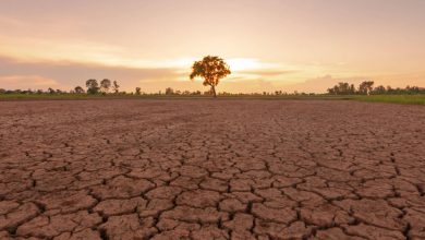 ال‌نینو تابستان آینده بازمی‌گردد؛ خشکسالی و سیلاب‌های بیشتر احتمالاً درپیش است