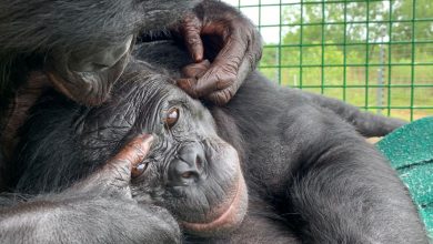 خیال‌پردازی مختص انسان نیست؛ بونوبوها نیز با اجسام غیرواقعی بازی می‌کنند