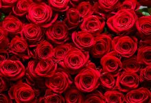 راز بقای ملکه گل‌ها؛ رز چگونه به نماد جهانی عشق تبدیل شد؟