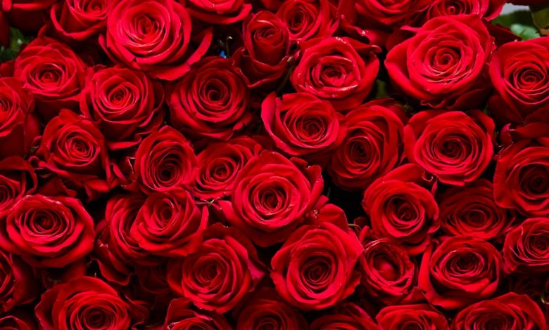 راز بقای ملکه گل‌ها؛ رز چگونه به نماد جهانی عشق تبدیل شد؟