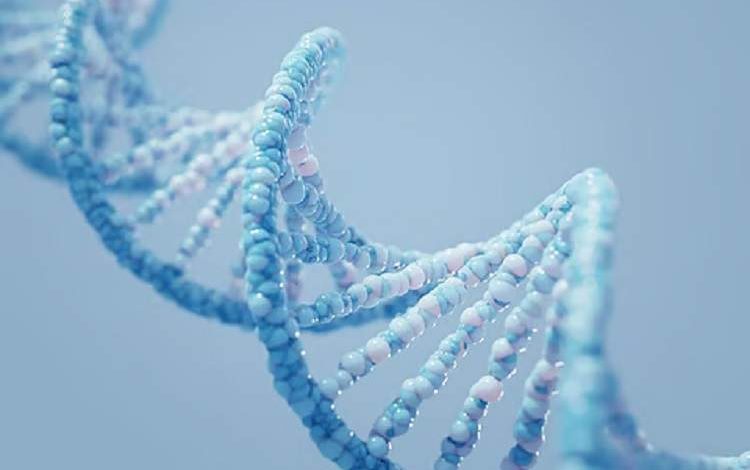 راز عمر طولانی، نهفته در ژن‌های ما