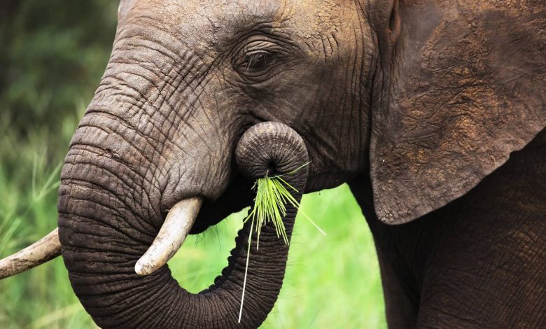 فیل‌ها بدون سبیل‌های روی خرطومشان تقریباً نابینا هستند