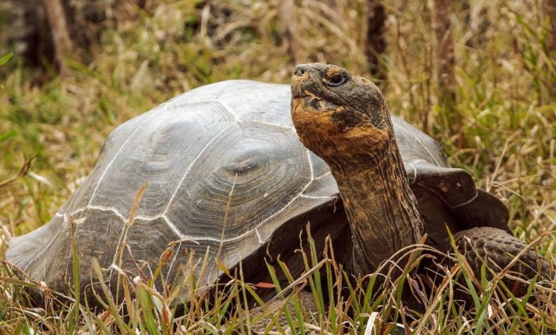 لاکپشت غولپیکر فلوریانا پس از ۲۰۰ سال به زیستگاه اصلی خود بازگشت