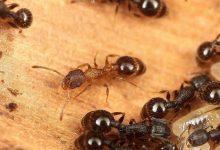 وقتی همه ملکه هستند؛ کشف گونه‌ای مورچه که نر و کارگر ندارد