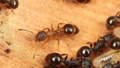 وقتی همه ملکه هستند؛ کشف گونه‌ای مورچه که نر و کارگر ندارد