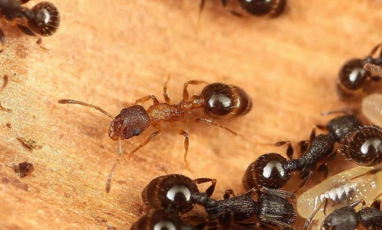 وقتی همه ملکه هستند؛ کشف گونهای مورچه که نر و کارگر ندارد