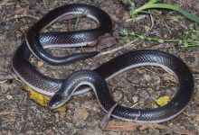 چرا مارها دست و پای خود را از دست دادند؟