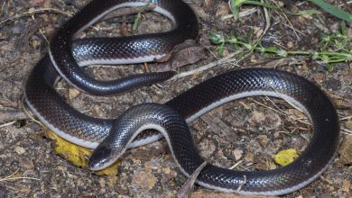 چرا مارها دست و پای خود را از دست دادند؟