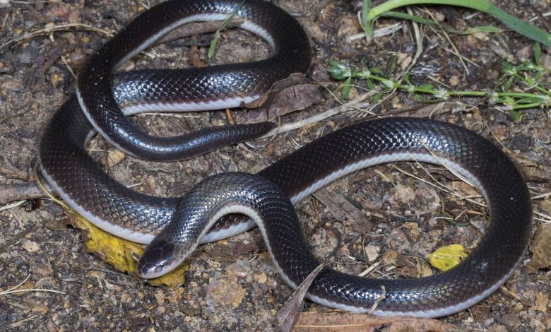 چرا مارها دست و پای خود را از دست دادند؟