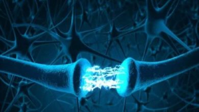 چگونه مغز بین «خاطره‌های شخصی» و «واقعیت‌ها» تفاوت می‌گذارد؟