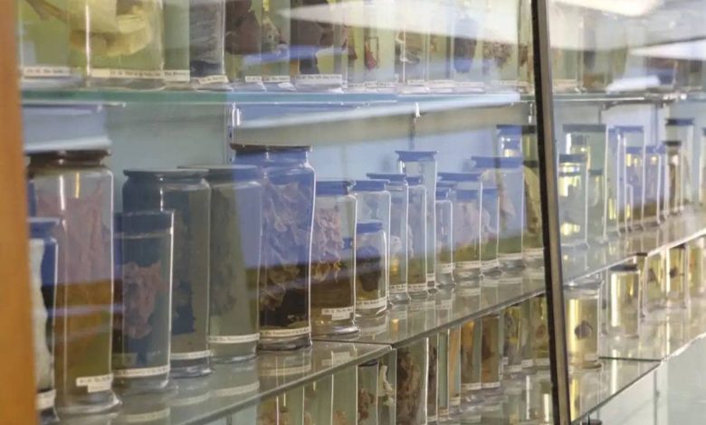 کشف قدیمی‌ترین ویروس سرماخوردگی جهان در ریه‌های زنی از قرن هجدهم