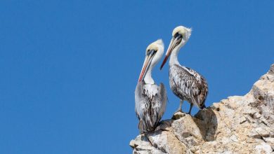 یک تمدن برای شکوفایی به چه چیز نیاز دارد؟ پاسخ باستان‌شناسان «فضولات پرندگان» است